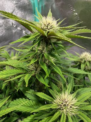 BPP2 - 1.jpeg BPP2 - 1.jpeg