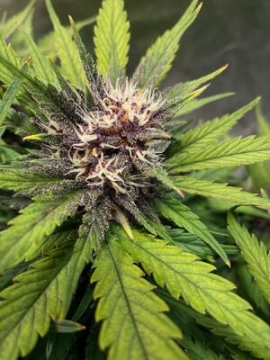 BPP1 - 4.jpeg BPP1 - 4.jpeg