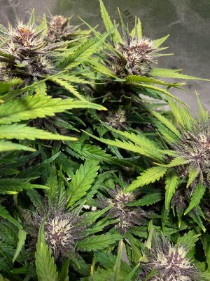 BPP1 - 3.jpeg BPP1 - 3.jpeg