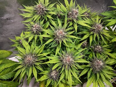 BPP1 - 2.jpeg BPP1 - 2.jpeg