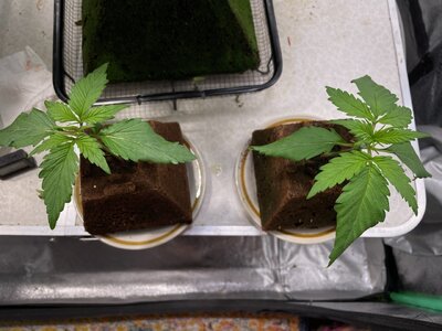 BG - 1.jpeg BG - 1.jpeg