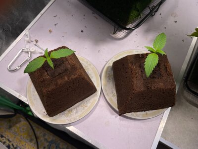 NL - 1.jpeg NL - 1.jpeg