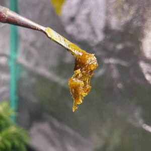 rosin - 3.jpeg rosin - 3.jpeg