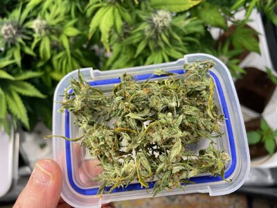 rosin - 1.jpeg rosin - 1.jpeg