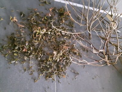 IMG_20240623_061747.jpg IMG_20240623_061747.jpg