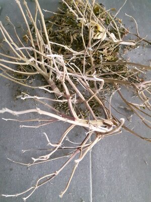 IMG_20240623_061738.jpg IMG_20240623_061738.jpg