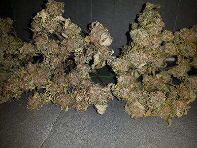 IMG_20240623_054817.jpg IMG_20240623_054817.jpg