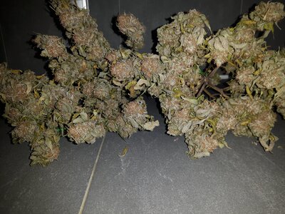 IMG_20240623_054810.jpg IMG_20240623_054810.jpg