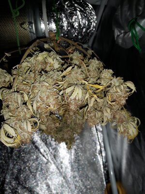 IMG_20240623_054633.jpg IMG_20240623_054633.jpg