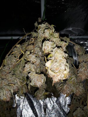 IMG_20240623_054629.jpg IMG_20240623_054629.jpg