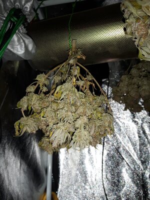 IMG_20240623_054624.jpg IMG_20240623_054624.jpg