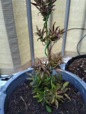 2024-06-23-10-41-54-283.jpg 2024-06-23-10-41-54-283.jpg