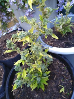 2024-06-23-10-41-46-902.jpg 2024-06-23-10-41-46-902.jpg