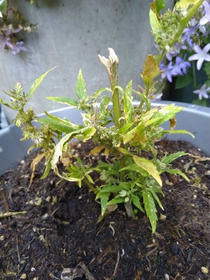 2024-06-23-10-41-41-395.jpg 2024-06-23-10-41-41-395.jpg