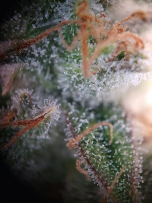 IMG_20240623_165858.jpg IMG_20240623_165858.jpg