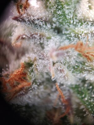 IMG_20240623_170007.jpg IMG_20240623_170007.jpg