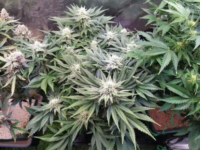 IMG_20240623_170224.jpg IMG_20240623_170224.jpg