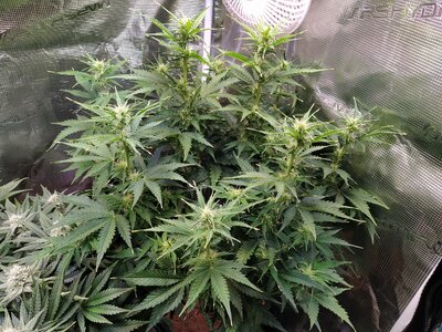 IMG_20240623_170215.jpg IMG_20240623_170215.jpg