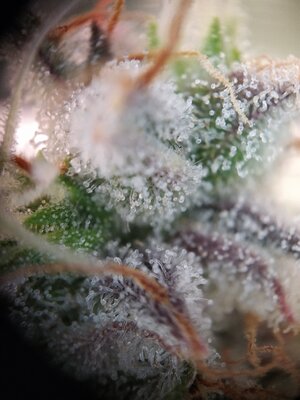 IMG_20240623_165805.jpg IMG_20240623_165805.jpg