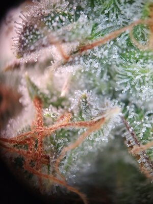 IMG_20240623_165901.jpg IMG_20240623_165901.jpg