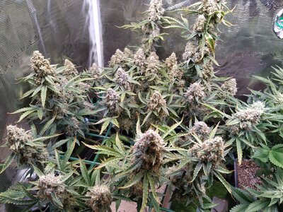 IMG_20240623_170230.jpg IMG_20240623_170230.jpg