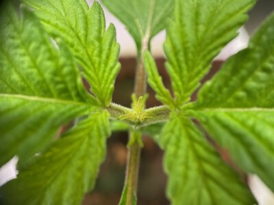 NLbinned - 2.jpeg NLbinned - 2.jpeg