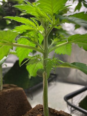 BG - 1.jpeg BG - 1.jpeg