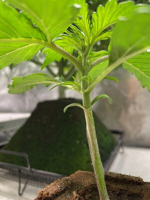 BG - 2.jpeg BG - 2.jpeg