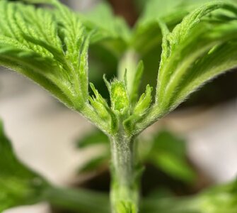 BG - 3.jpeg BG - 3.jpeg