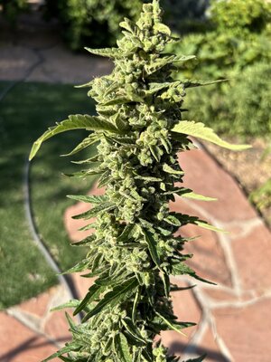 Coal Miner’s Daughter f5