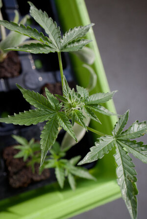 02-cut-afn.jpg 02-cut-afn.jpg