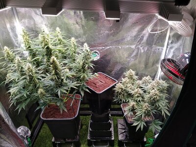 IMG_20240714_185236.jpg IMG_20240714_185236.jpg