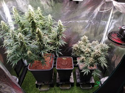 IMG_20240714_183040.jpg IMG_20240714_183040.jpg