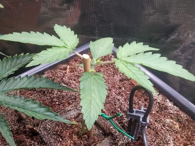 IMG_20240721_091157.jpg IMG_20240721_091157.jpg