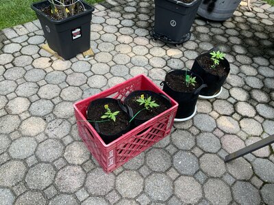 CannaBee’s Grow journal