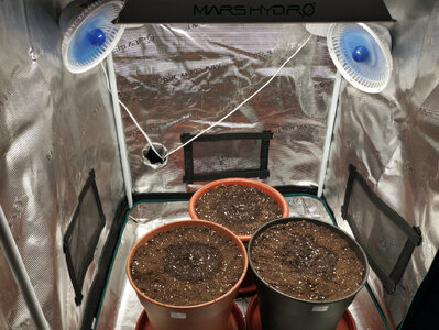 FAIL // Three amigas - RQS Blu Cheese Cantrell, Haze Berry, Fat Bananarama Autos - Soil too compact