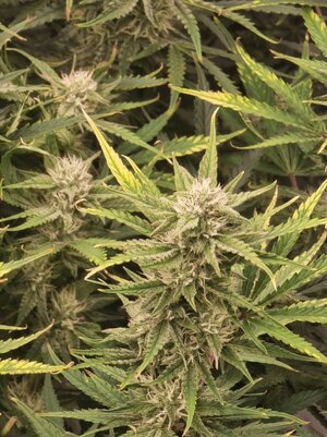 20240812_021720.jpg 20240812_021720.jpg