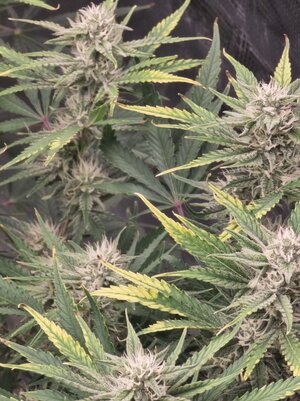 20240812_021728.jpg 20240812_021728.jpg