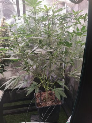 IMG_20240814_143335.jpg IMG_20240814_143335.jpg