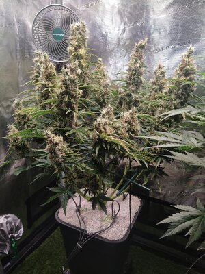 IMG_20240814_143344.jpg IMG_20240814_143344.jpg