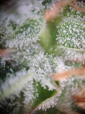 IMG_20240817_165619.jpg IMG_20240817_165619.jpg