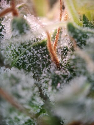 IMG_20240817_165645.jpg IMG_20240817_165645.jpg