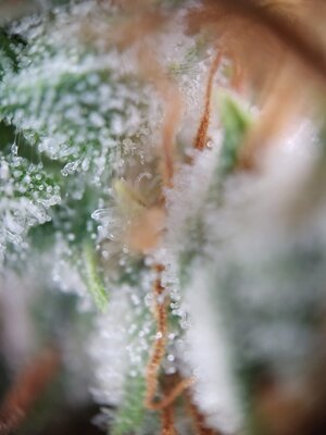 IMG_20240817_165603.jpg IMG_20240817_165603.jpg