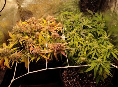 IMG_20240818_180212.jpg IMG_20240818_180212.jpg