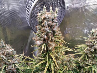 IMG_20240831_095200.jpg IMG_20240831_095200.jpg