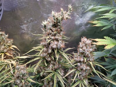 IMG_20240831_095157.jpg IMG_20240831_095157.jpg