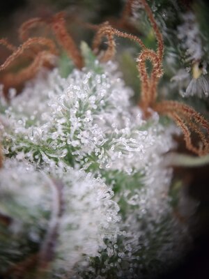 IMG_20240831_095326.jpg IMG_20240831_095326.jpg