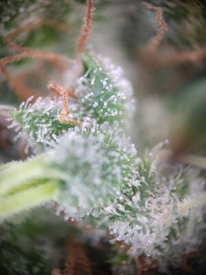 IMG_20240831_095304.jpg IMG_20240831_095304.jpg