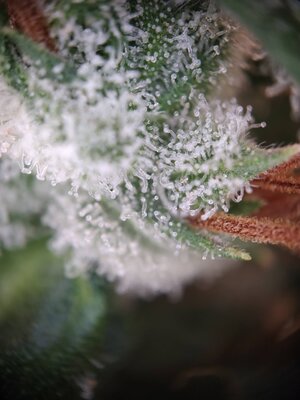 IMG_20240831_095250.jpg IMG_20240831_095250.jpg