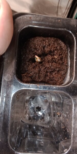 IMG_20240907_034227447.jpg IMG_20240907_034227447.jpg